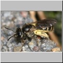 Lasioglossum sexstrigatum - Furchenbiene 05 5mm.jpg
